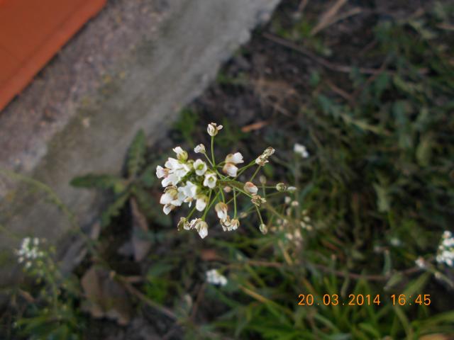 Wpis julinka1232