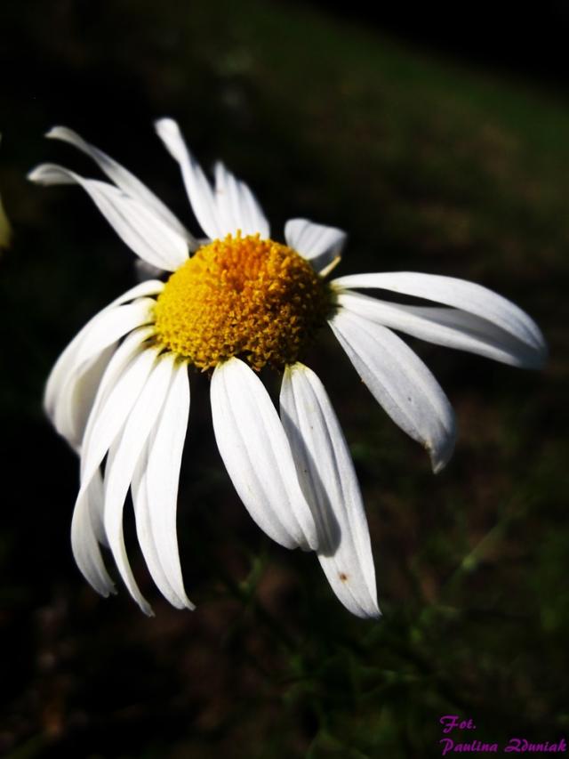 Wpis fotografiamojapasjaa