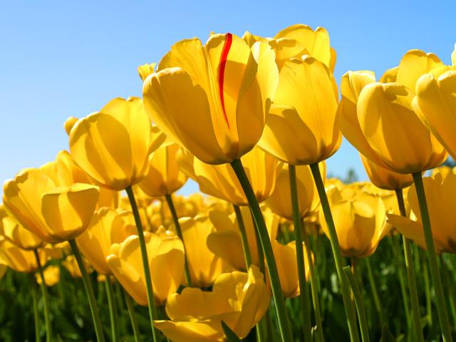tulipanki