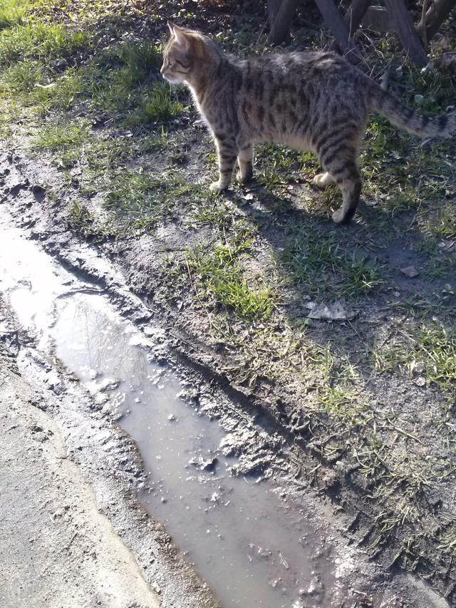 PanMiau