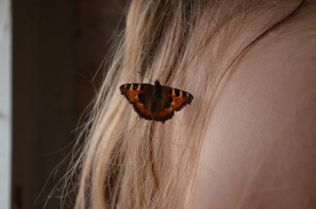 Butterfly
