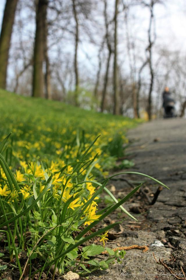 park