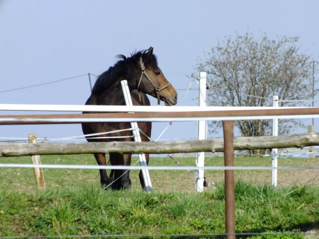 Konik ;)
