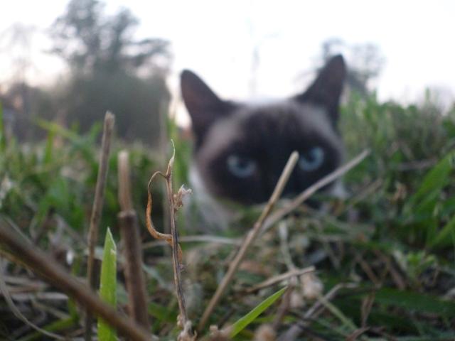 Mysia :)
