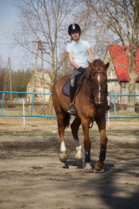 Wpis koniowate2222