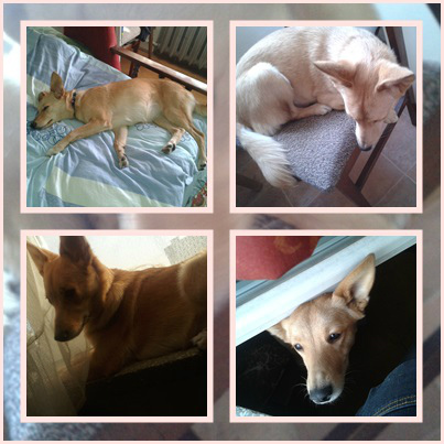 MISIA.