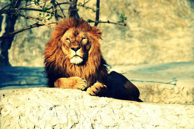 lion :3