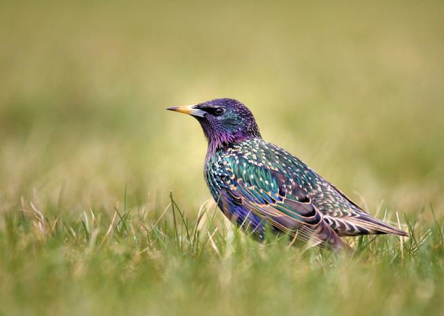 Sturnus vulgaris