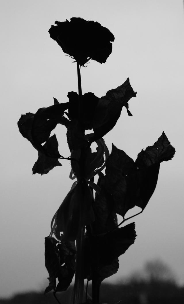 Wpis phototechnique