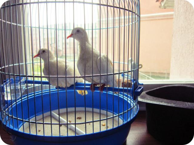 Wpis fuuko