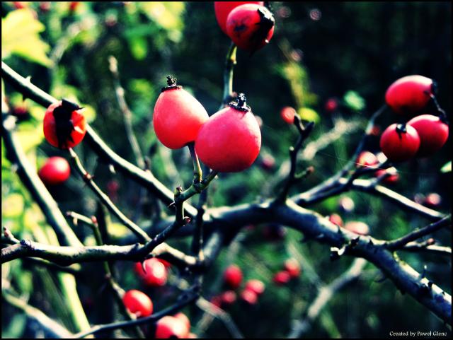 Rowan
