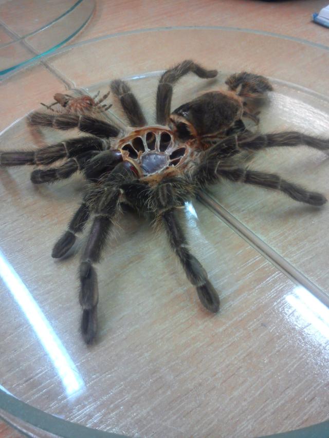zoologia