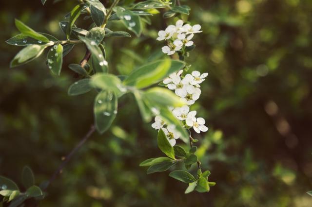 floral