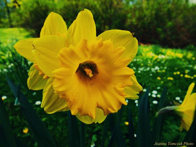 SPRING PREVIEW