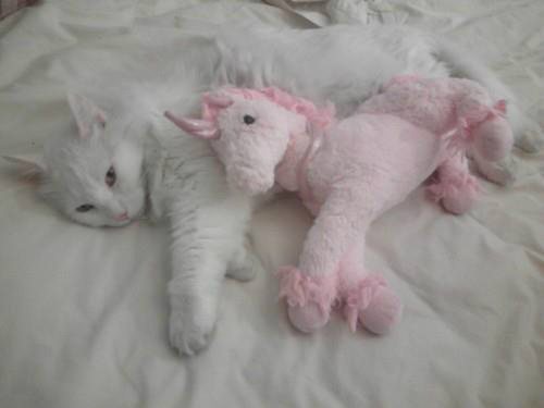 Wpis littlesadcat
