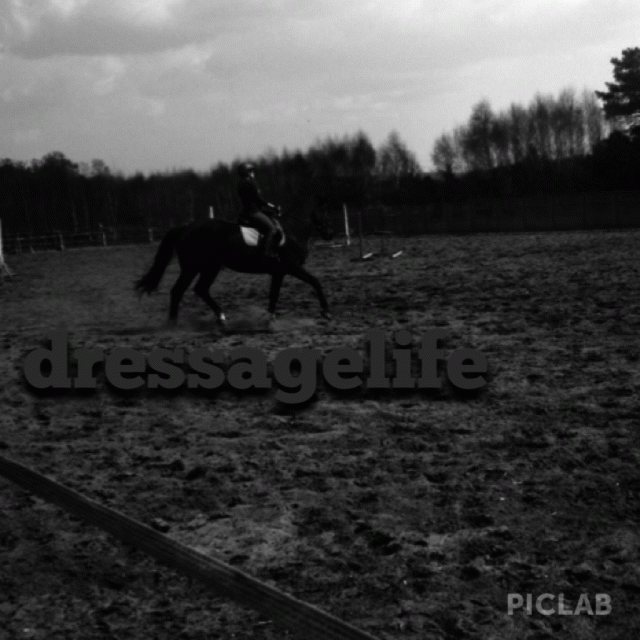 Wpis dressagelife