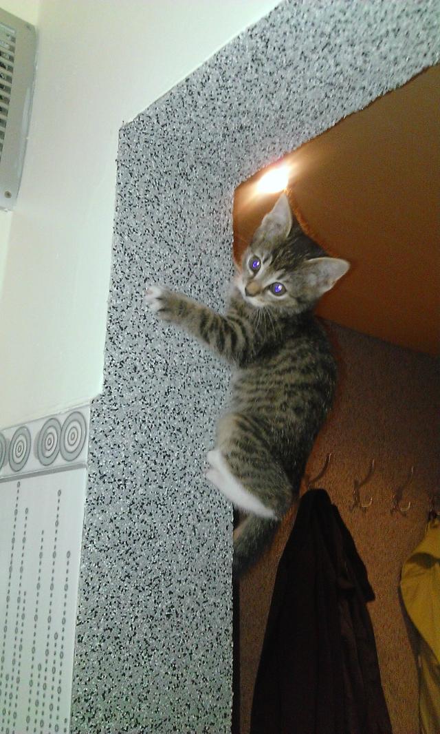 spidercat