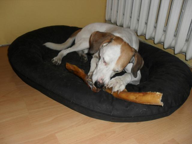 Wpis ilovedogs5