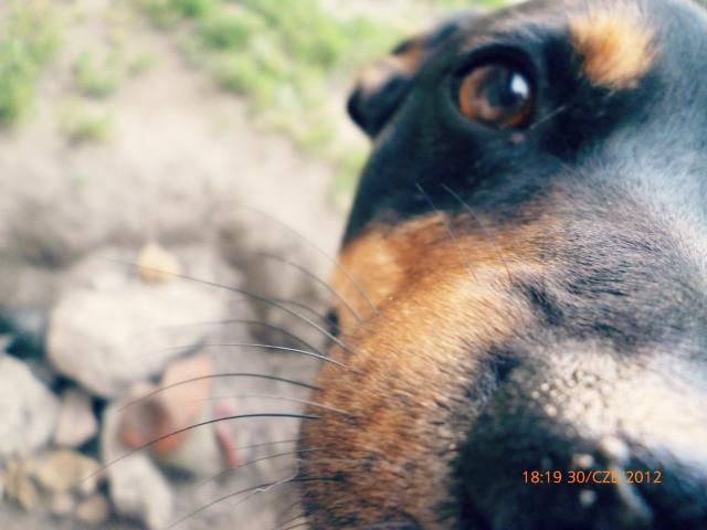 My honey dog :)