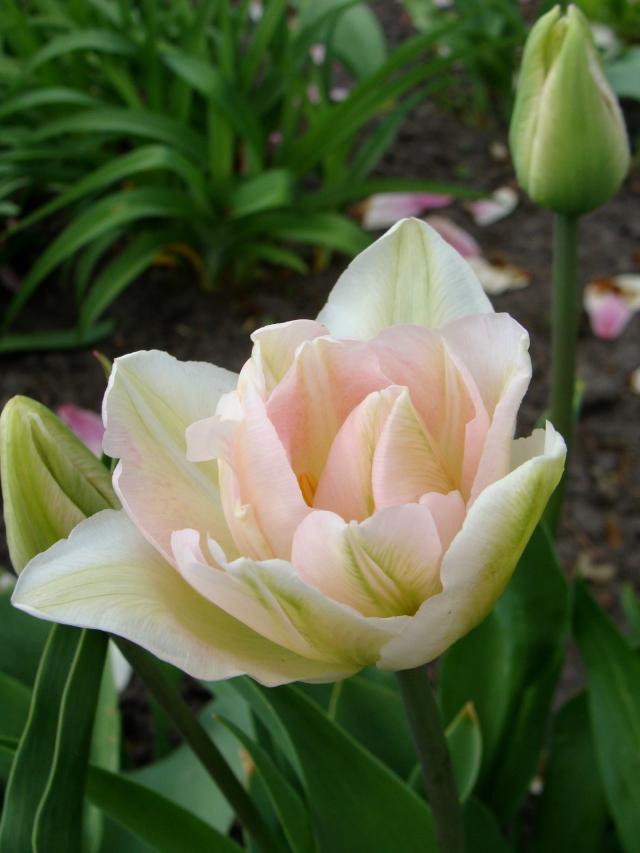 Tulipan w kolorze-marzenie