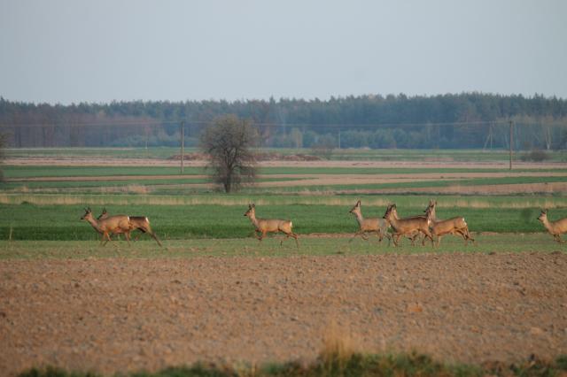 Wpis karola42813