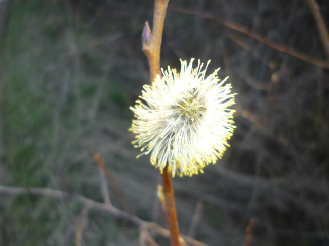 wiosennie :)