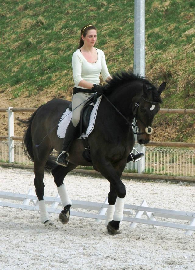 dressage