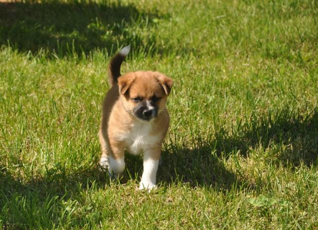 Paww