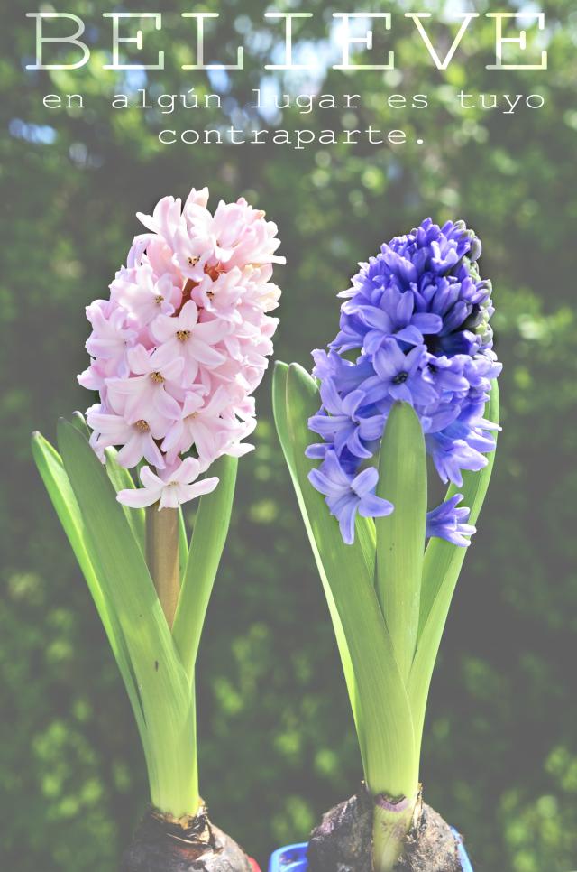 aaa