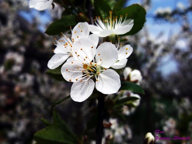 Wpis fotografiamojapasjaa