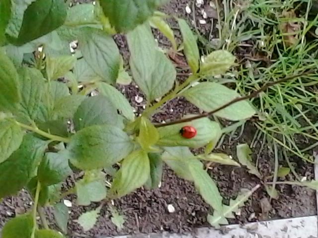 Wpis paula05022003p