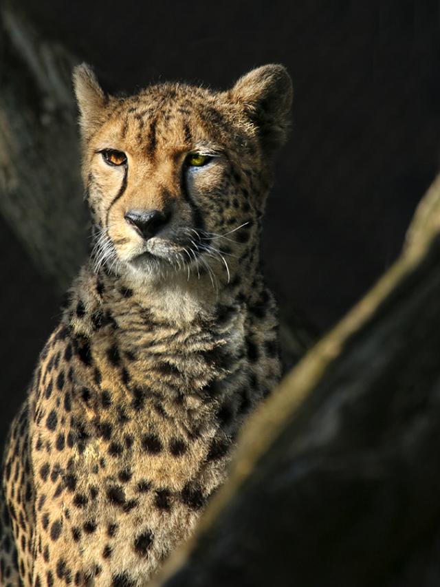 gepard