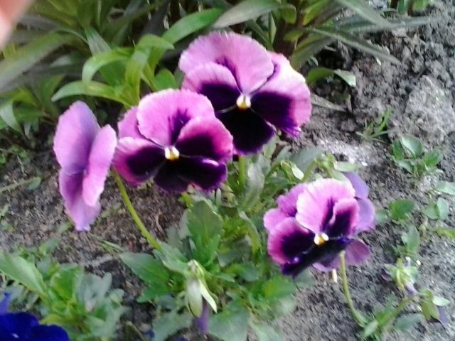 Wpis paula05022003p