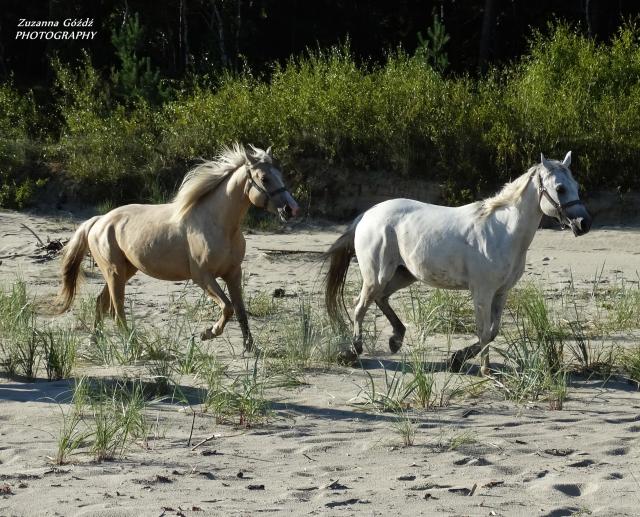 Palomino i Fer Abukir
