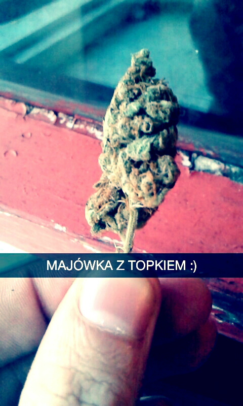 Majweczka 2014