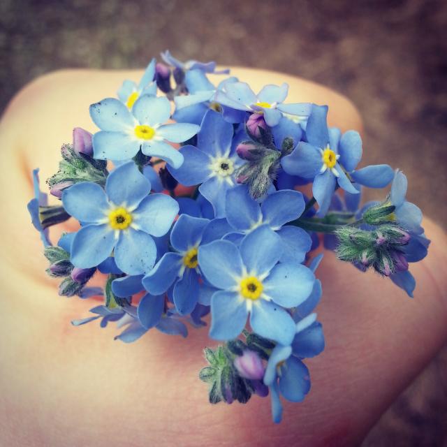 forget me not