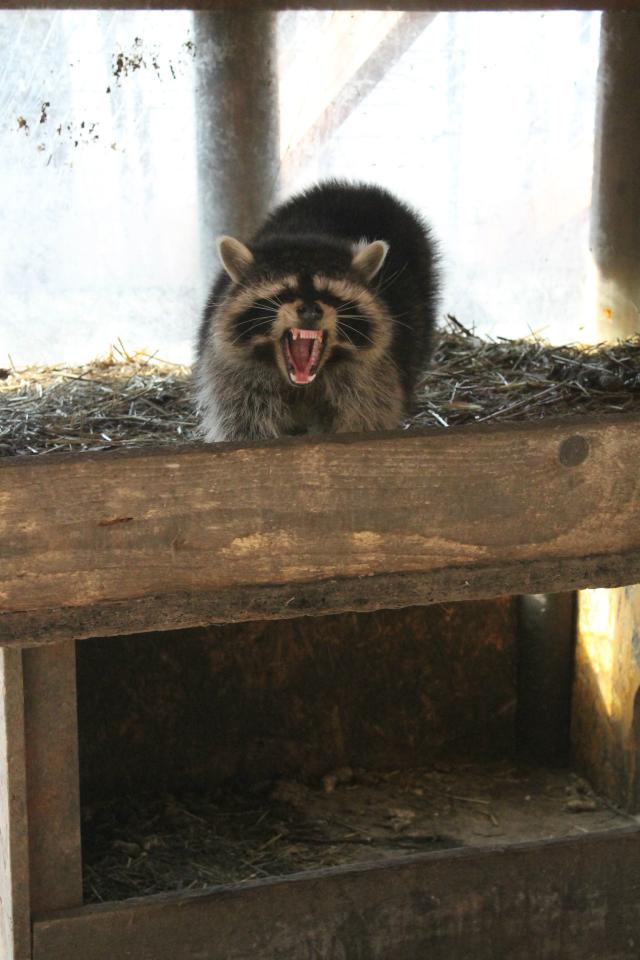 Hehhe Pikny 