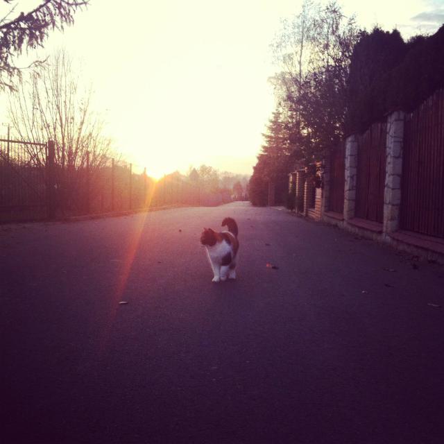 kote