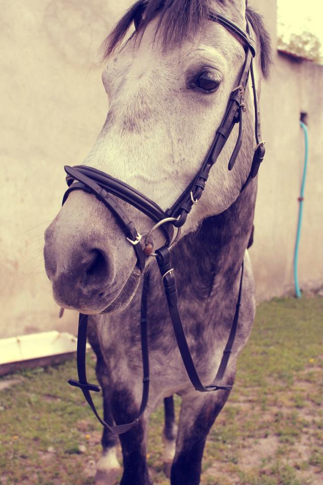 Gigant :)