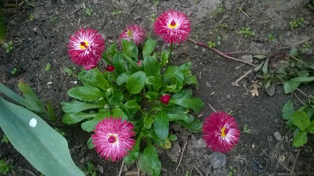 Wpis naturss