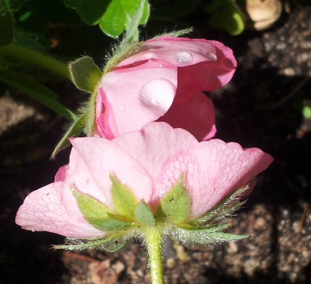Truskawka i ... rosa ;)