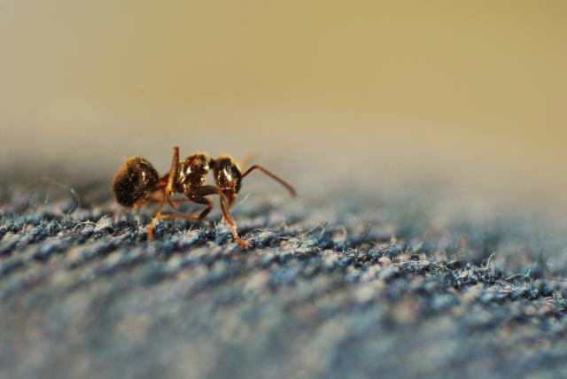 ants on my jeans