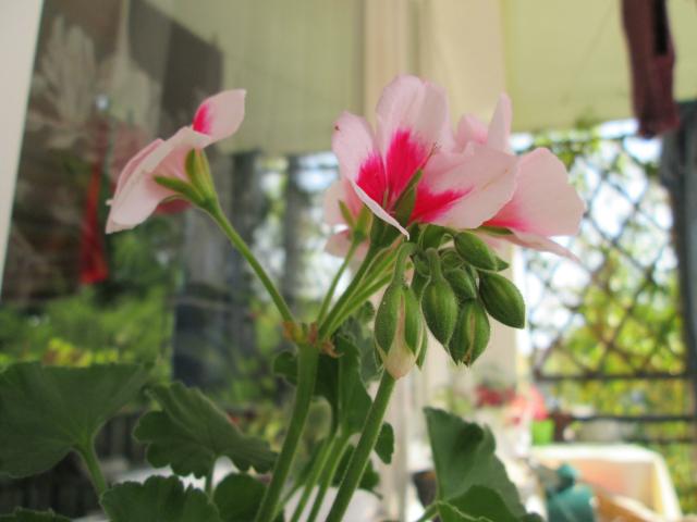 natural #2