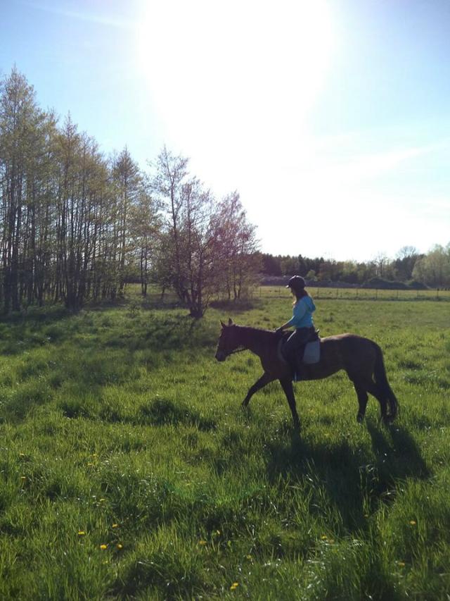Good horse