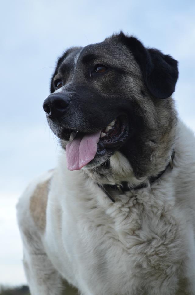 PIESA