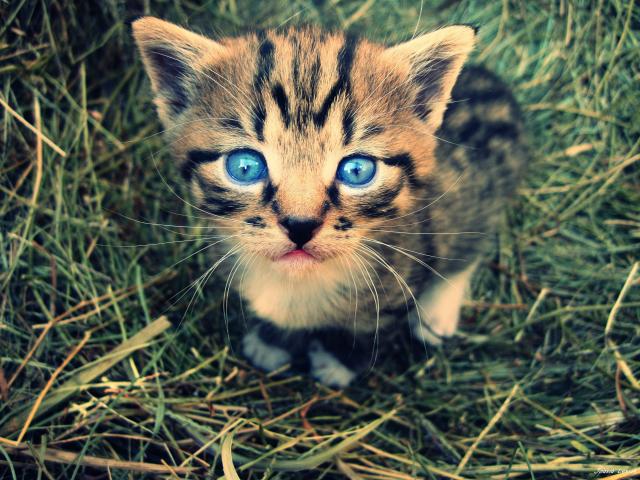 Oczka *o*