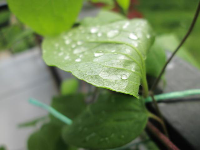 rain 