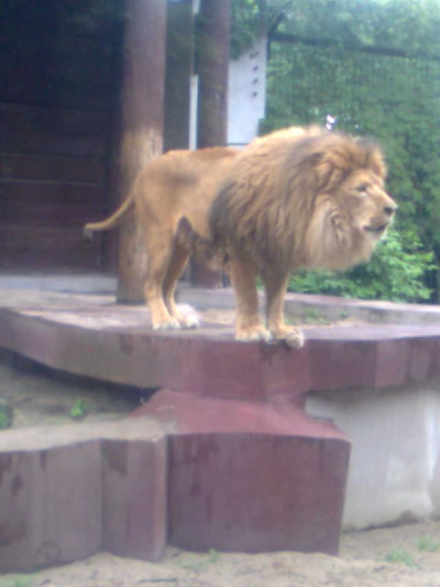 Lew z zoo