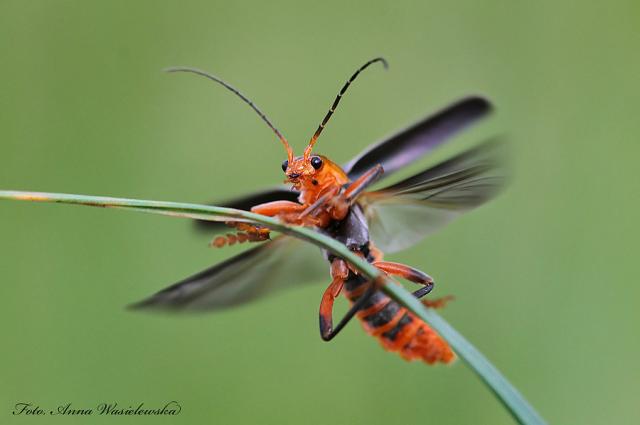 Omomiek (Cantharis livida)