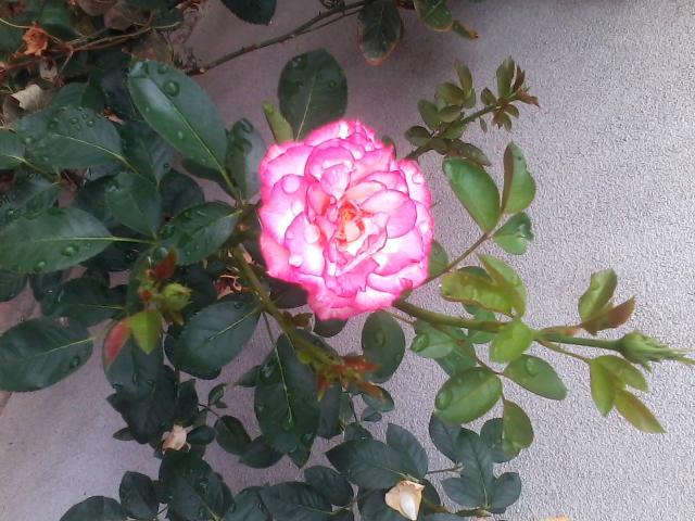 rosa....